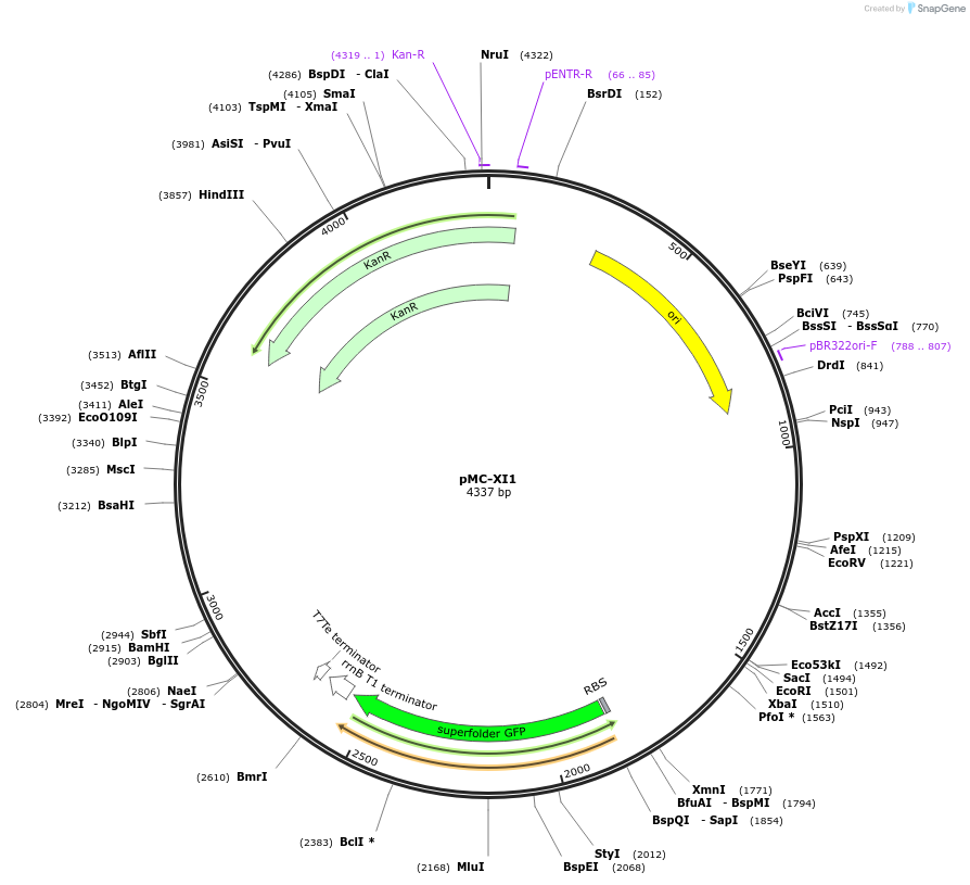 176155-plasmid-map-sequence-id-353631