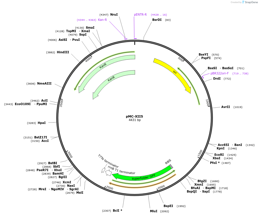 176161-plasmid-map-sequence-id-353632