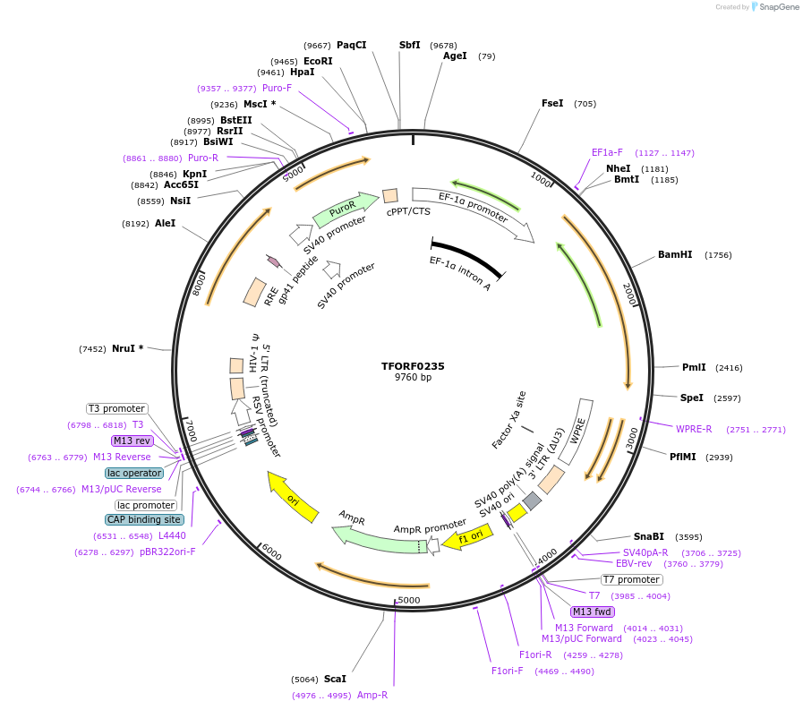 142488-plasmid-map-sequence-id-353633