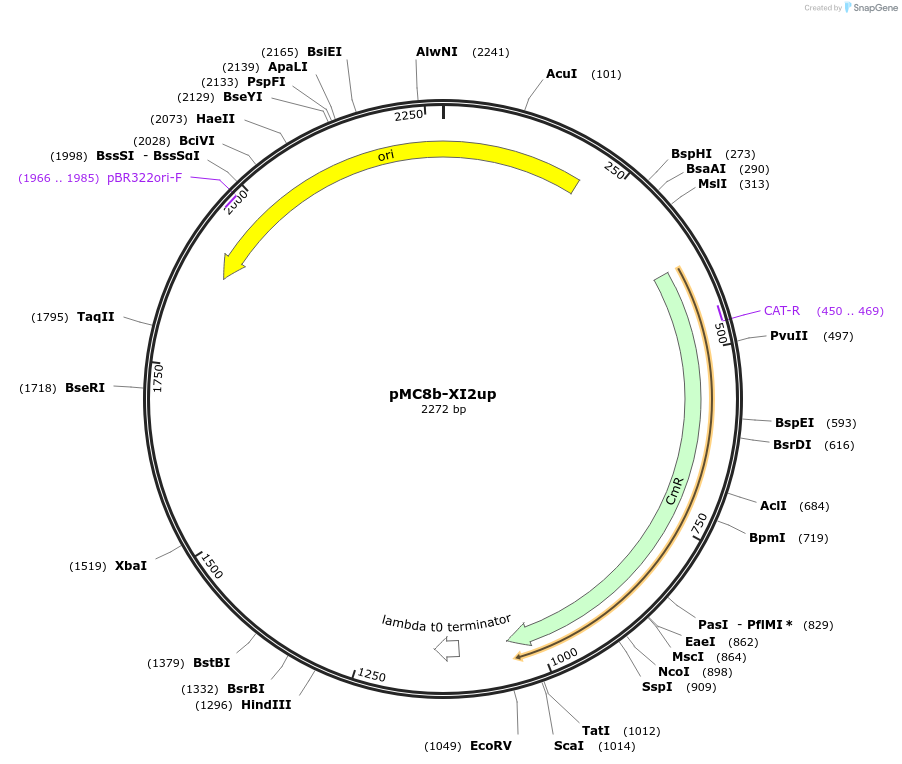 176168-plasmid-map-sequence-id-353634