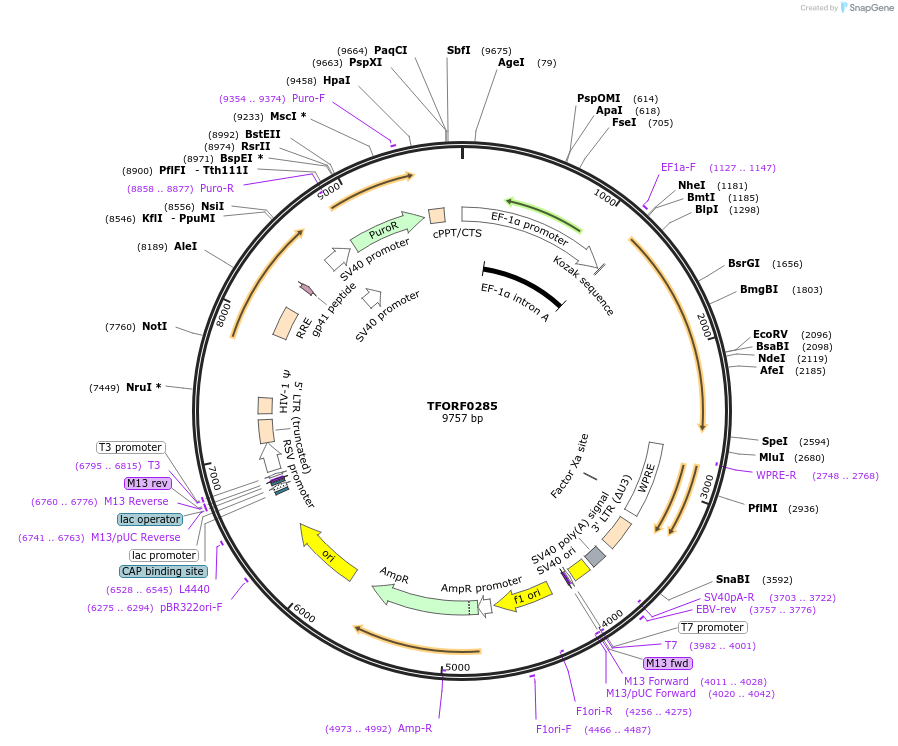 142509-plasmid-map-sequence-id-353635
