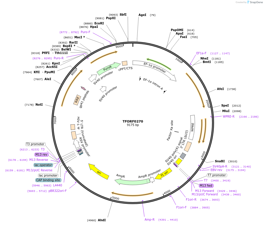 142504-plasmid-map-sequence-id-353637