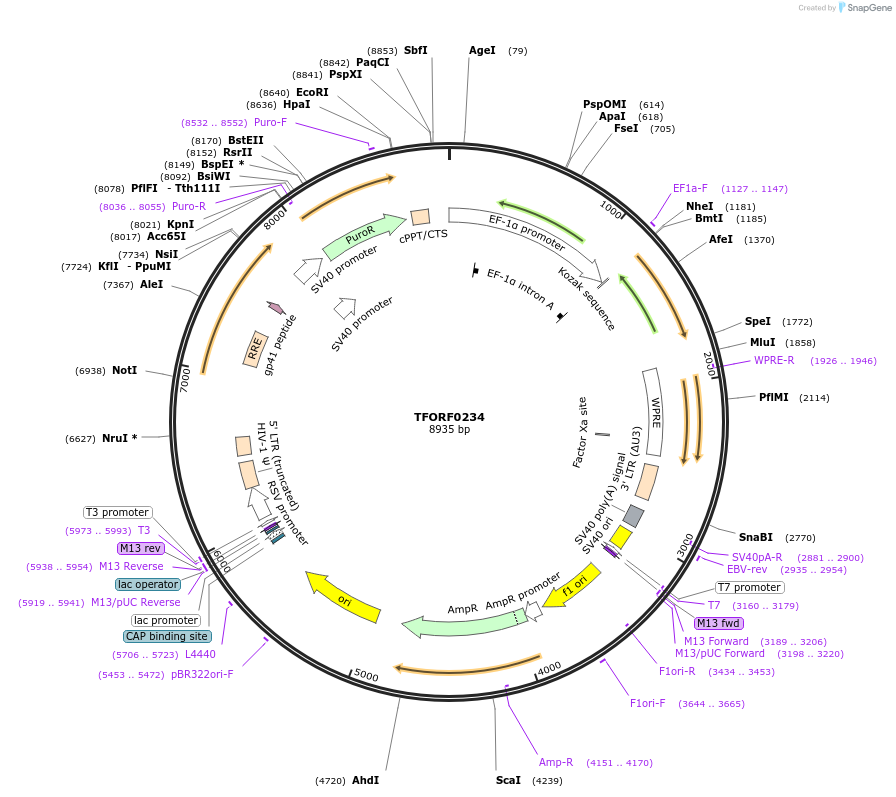 142487-plasmid-map-sequence-id-353638