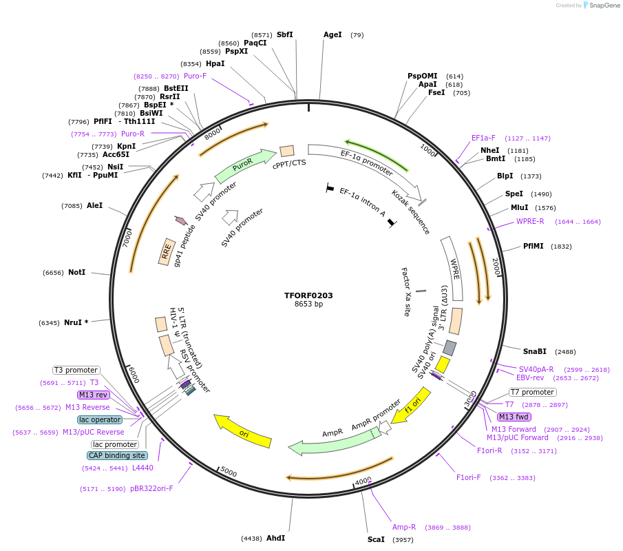 142481-plasmid-map-sequence-id-353639