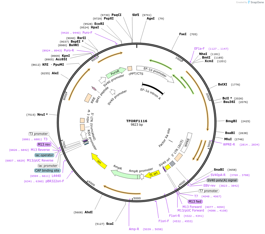 143255-plasmid-map-sequence-id-353640