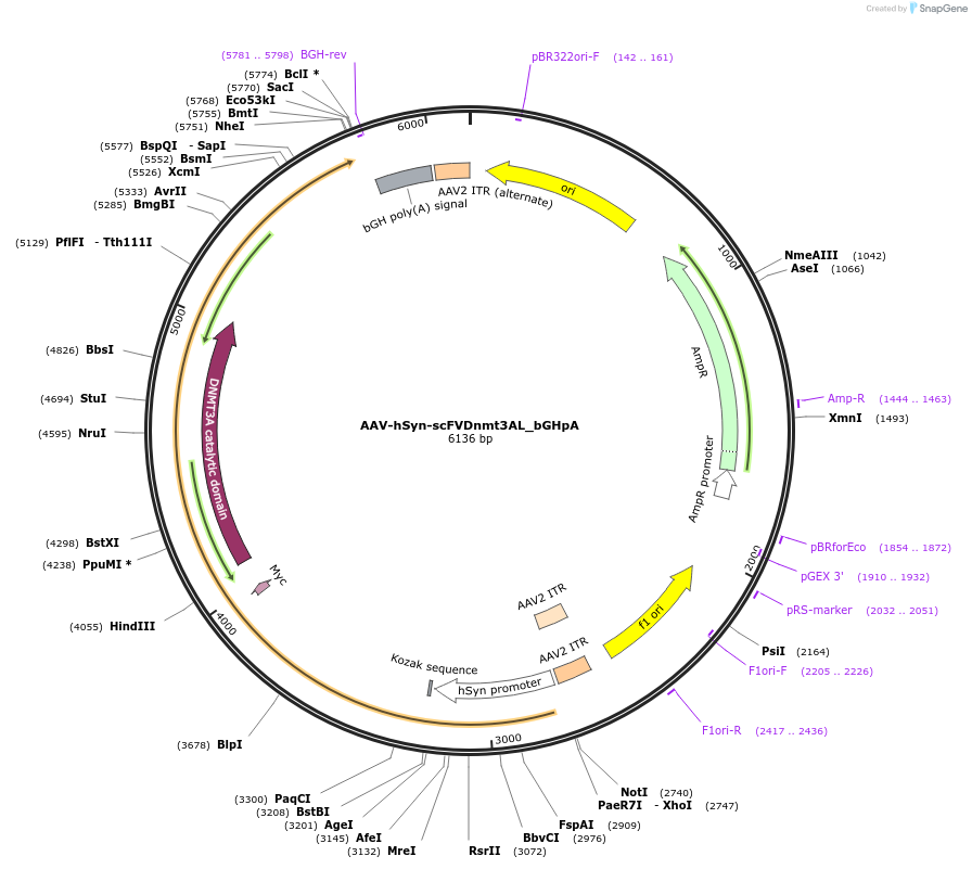 177348-plasmid-map-sequence-id-353661