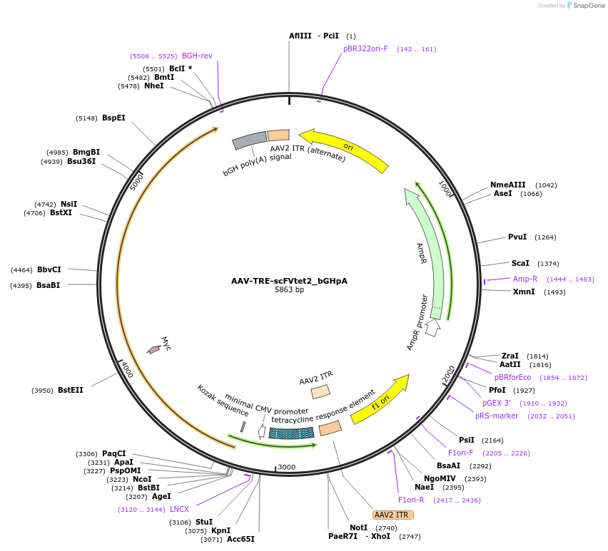 177358-plasmid-map-sequence-id-353663
