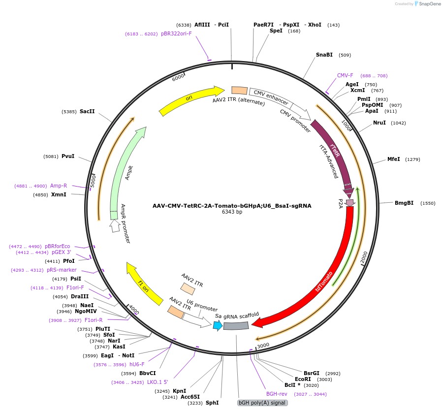 177365-plasmid-map-sequence-id-353664