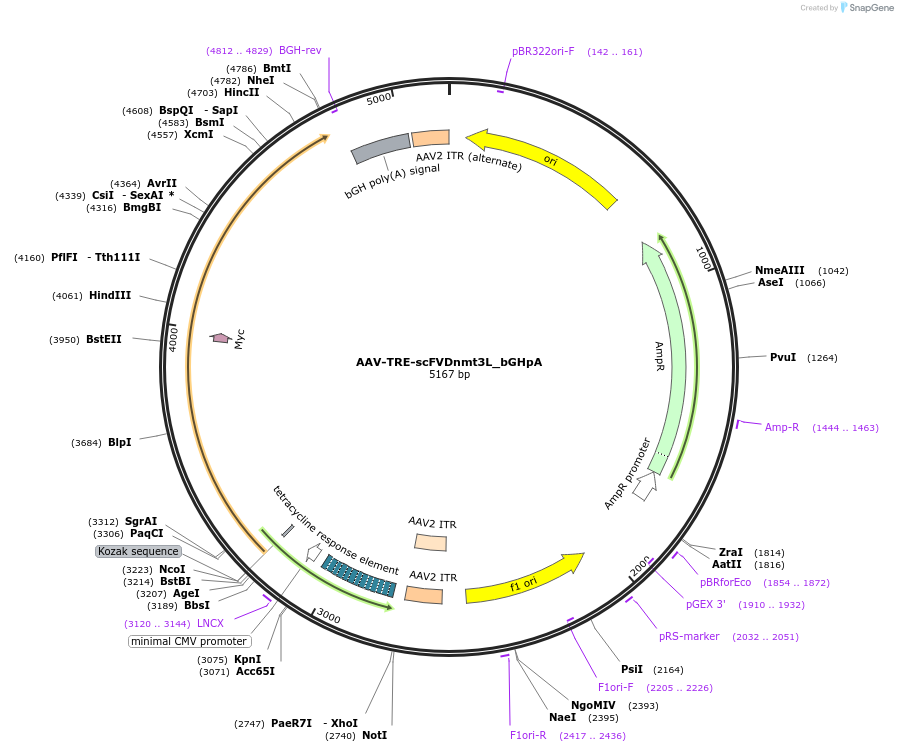 177356-plasmid-map-sequence-id-353665