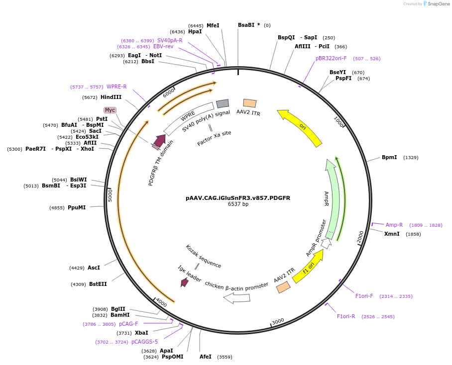 178333-plasmid-map-sequence-id-353666
