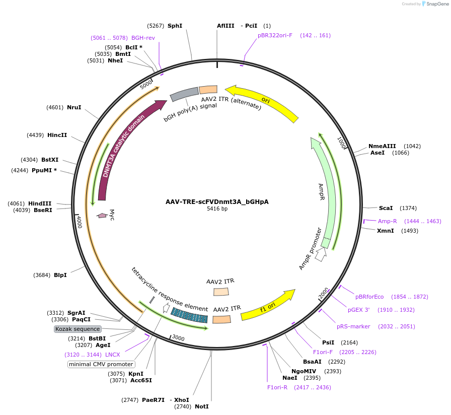 177355-plasmid-map-sequence-id-353667