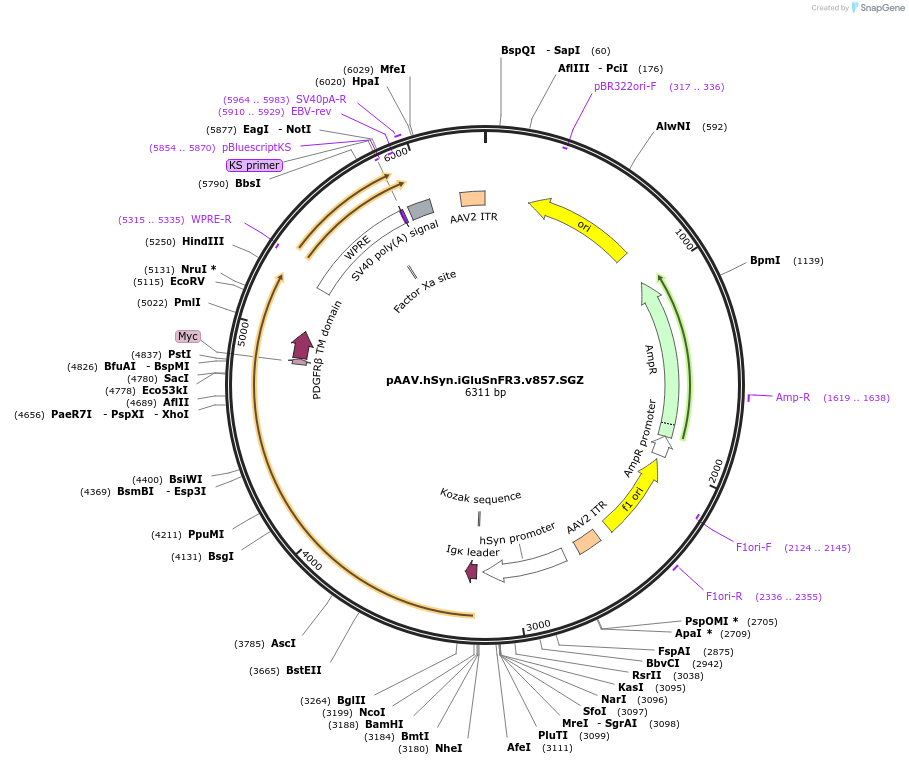 178330-plasmid-map-sequence-id-353668