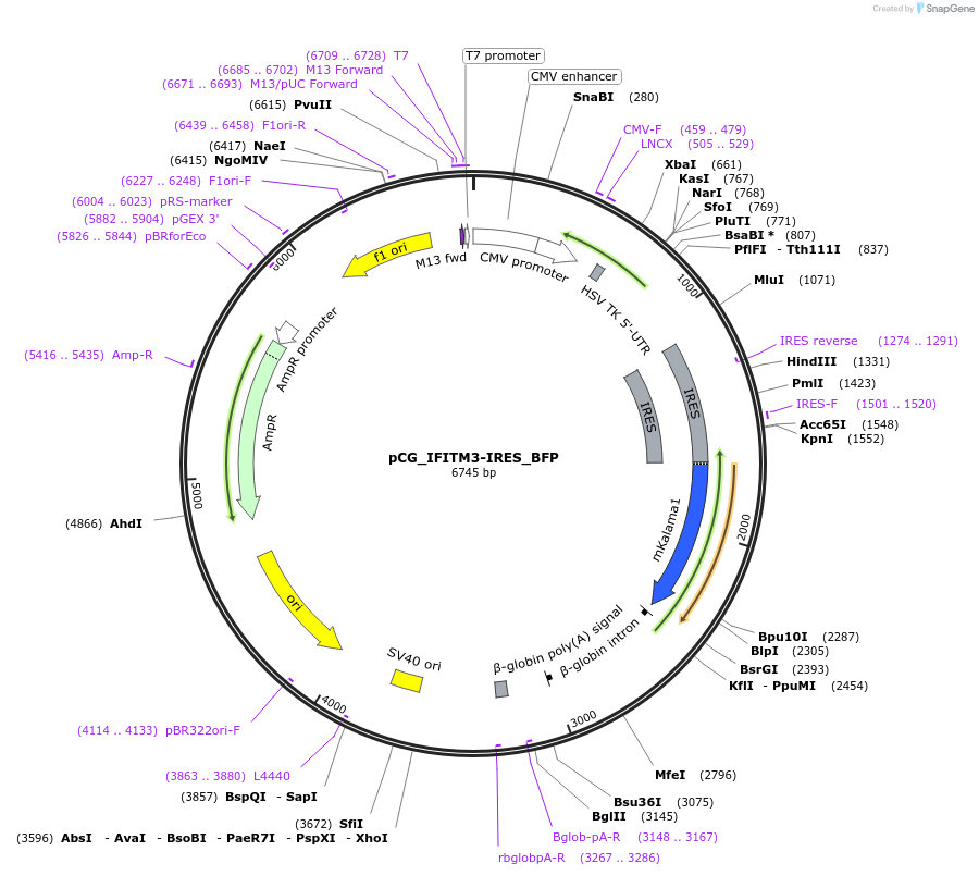 179960-plasmid-map-sequence-id-353670
