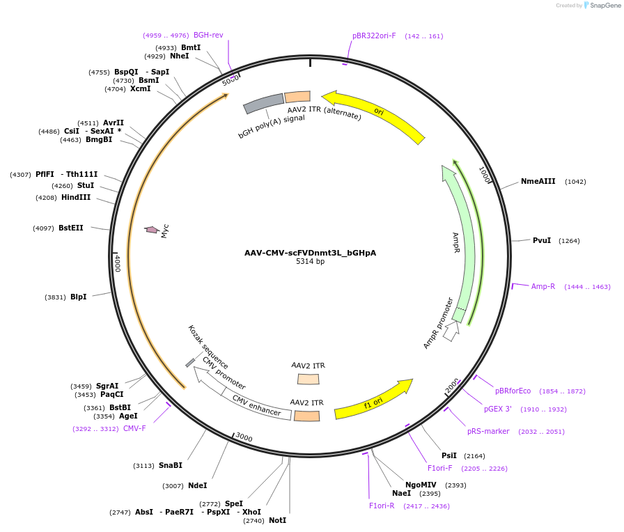 177350-plasmid-map-sequence-id-353672