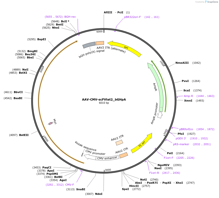 177352-plasmid-map-sequence-id-353673