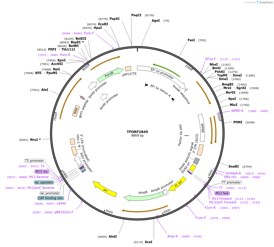 143637-plasmid-map-sequence-id-353681