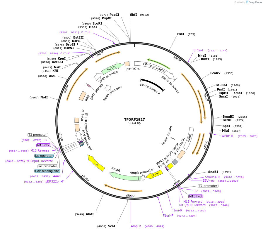 143632-plasmid-map-sequence-id-353686