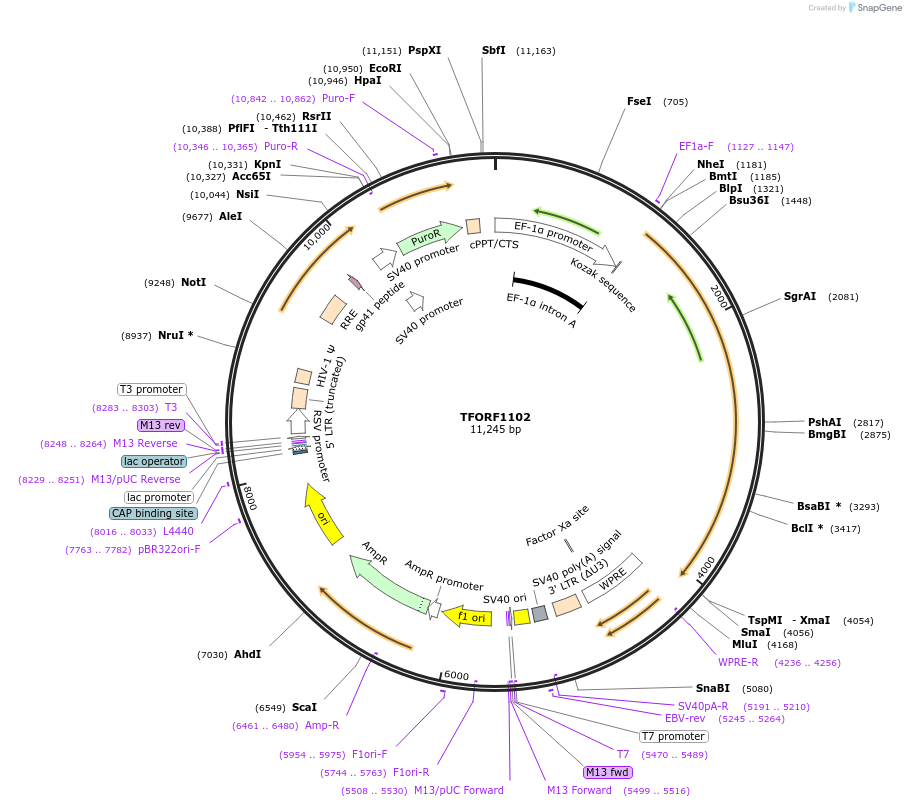 144166-plasmid-map-sequence-id-353688