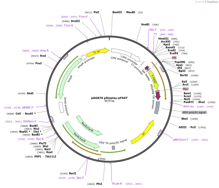 172868-plasmid-map-sequence-id-353704