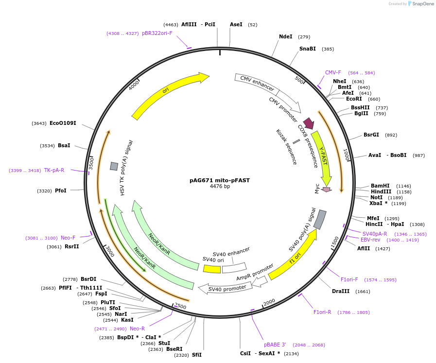 172867-plasmid-map-sequence-id-353705