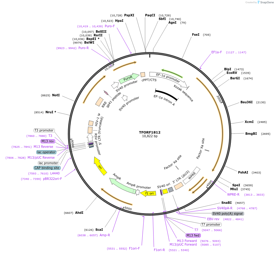 144194-plasmid-map-sequence-id-353706