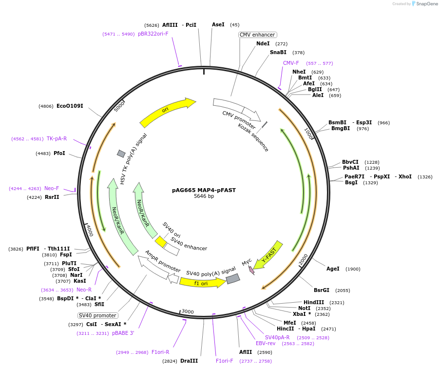 172865-plasmid-map-sequence-id-353708