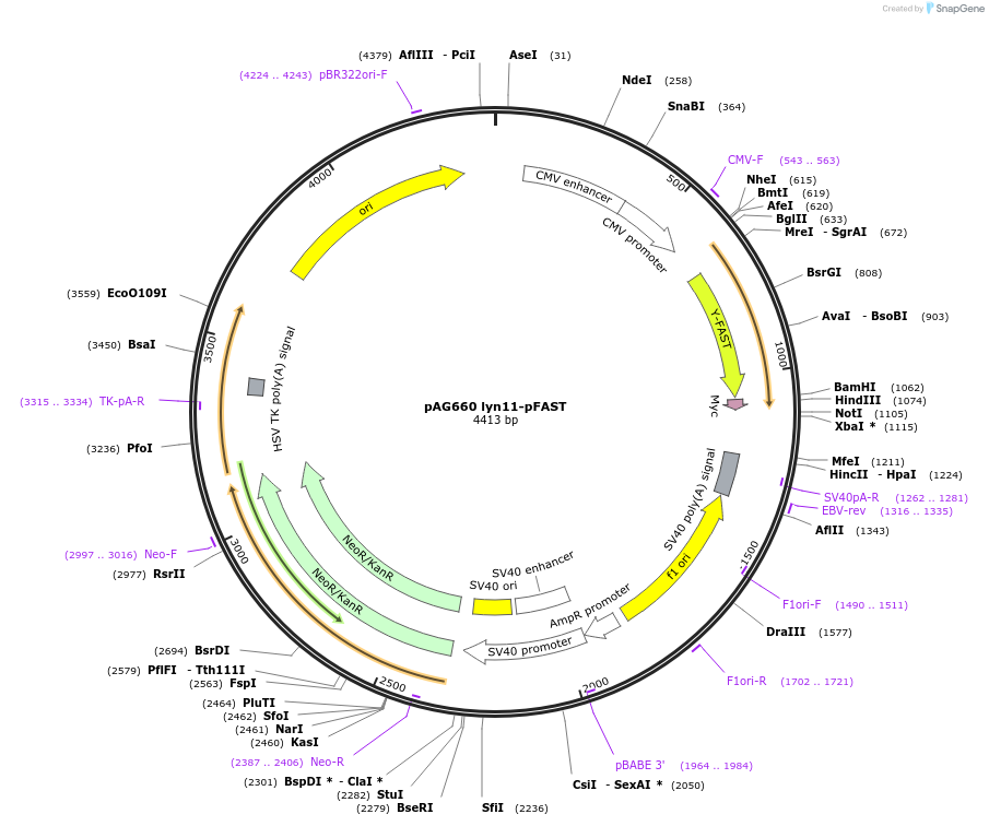 172863-plasmid-map-sequence-id-353709