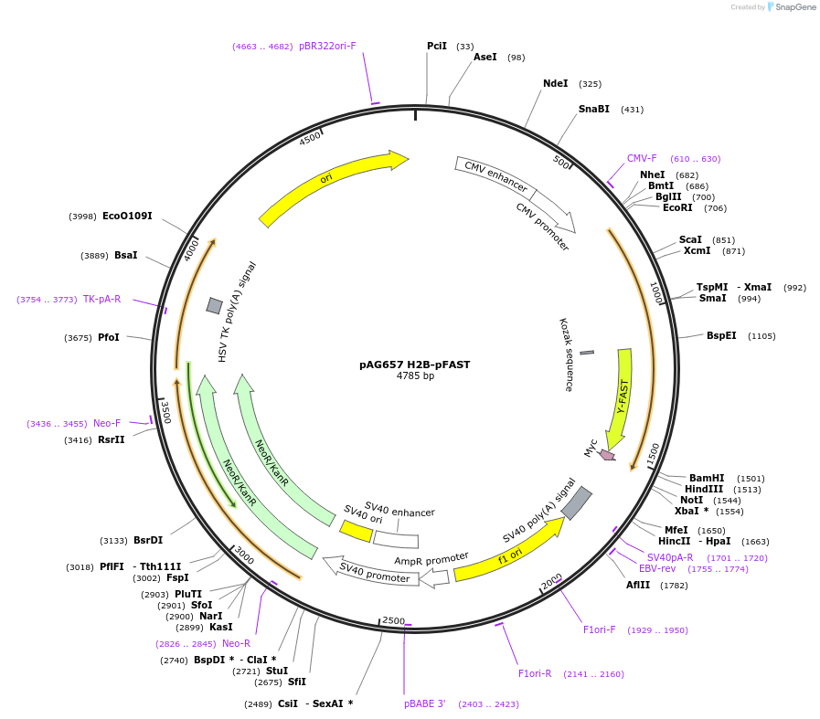 172862-plasmid-map-sequence-id-353710