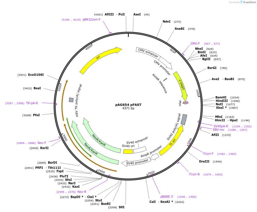 172861-plasmid-map-sequence-id-353711