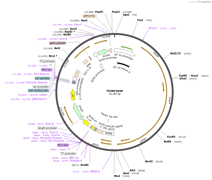 144248-plasmid-map-sequence-id-353716