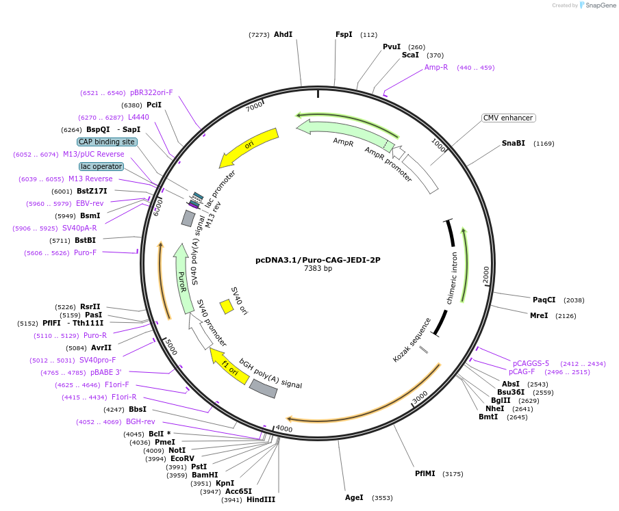 179458-plasmid-map-sequence-id-353724