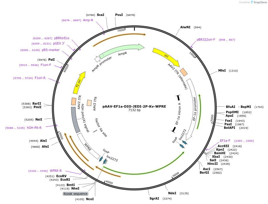 179459-plasmid-map-sequence-id-353727