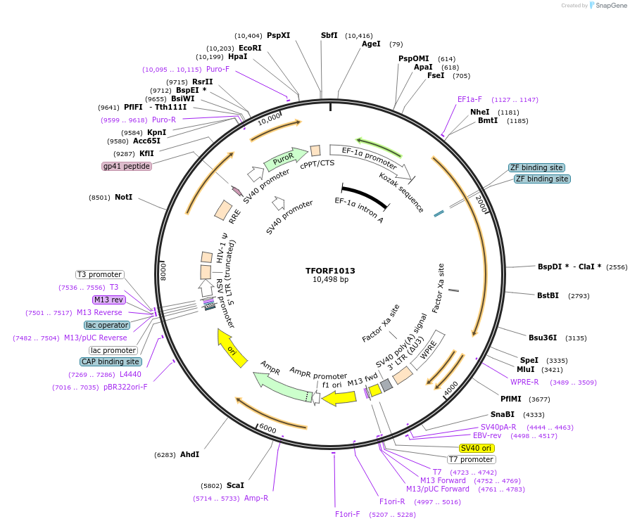 144363-plasmid-map-sequence-id-353736