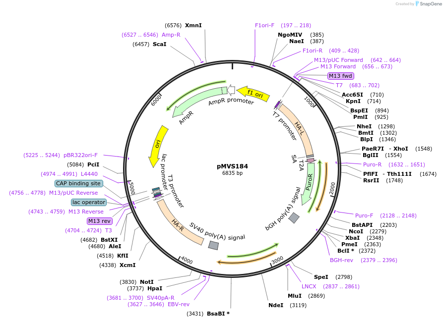 176294-plasmid-map-sequence-id-353737