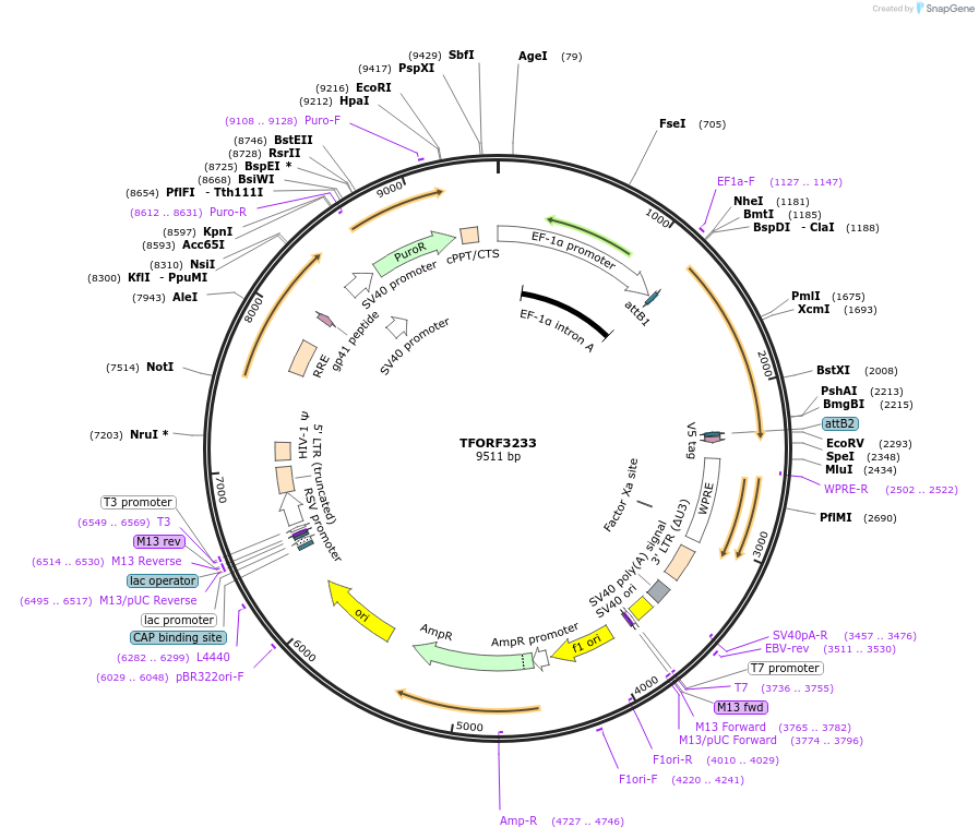 144709-plasmid-map-sequence-id-353738