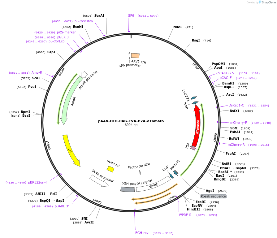 177016-plasmid-map-sequence-id-353739