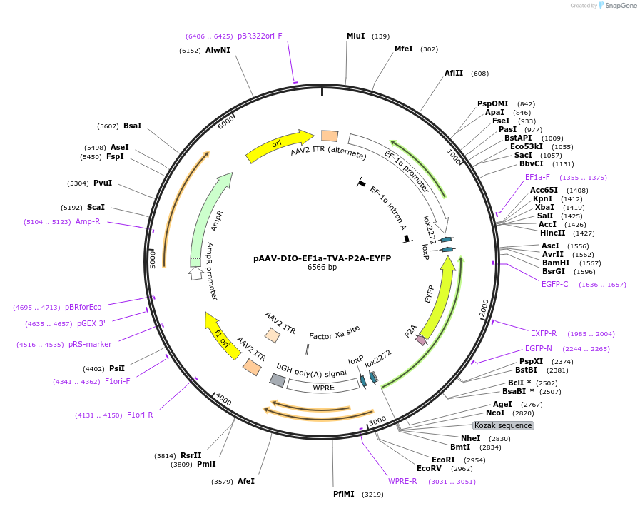 177017-plasmid-map-sequence-id-353740