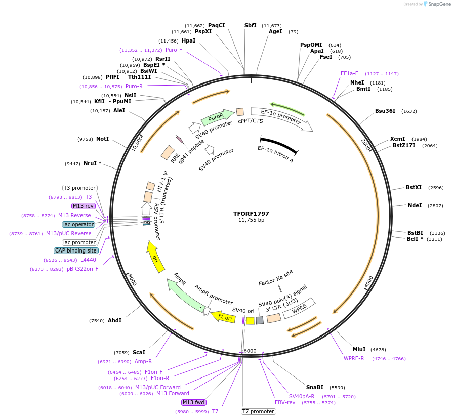 143979-plasmid-map-sequence-id-353741
