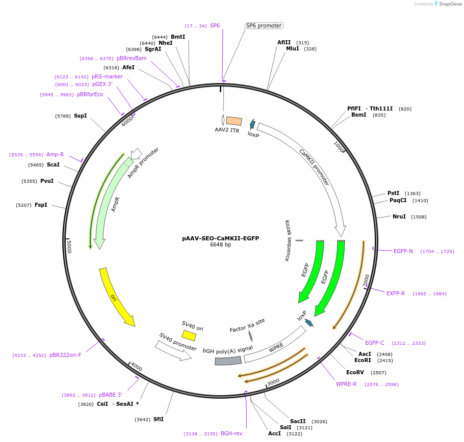 177018-plasmid-map-sequence-id-353742