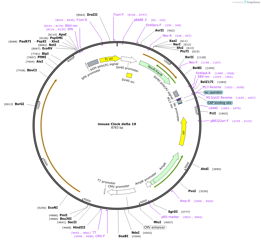177312-plasmid-map-sequence-id-353745