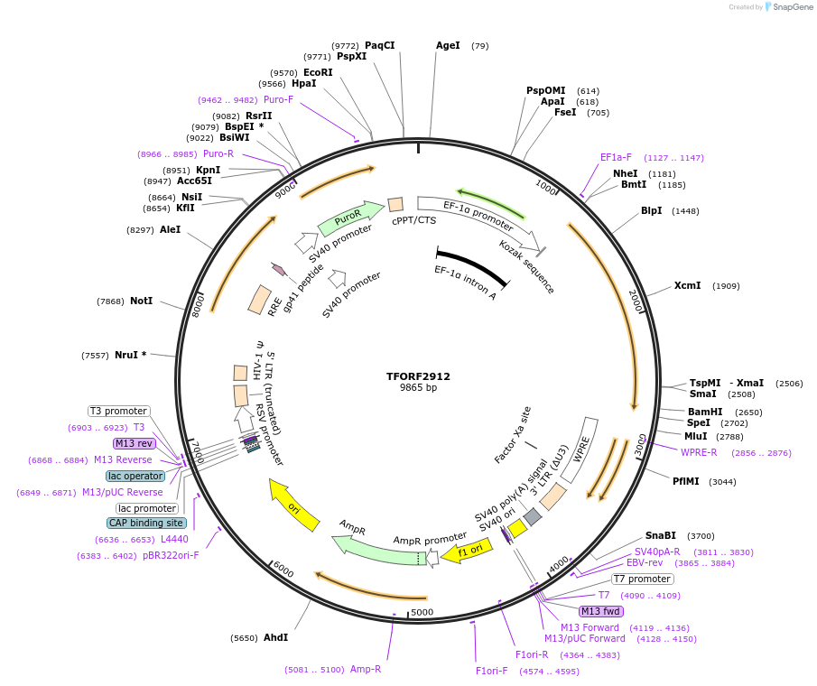 143667-plasmid-map-sequence-id-353757