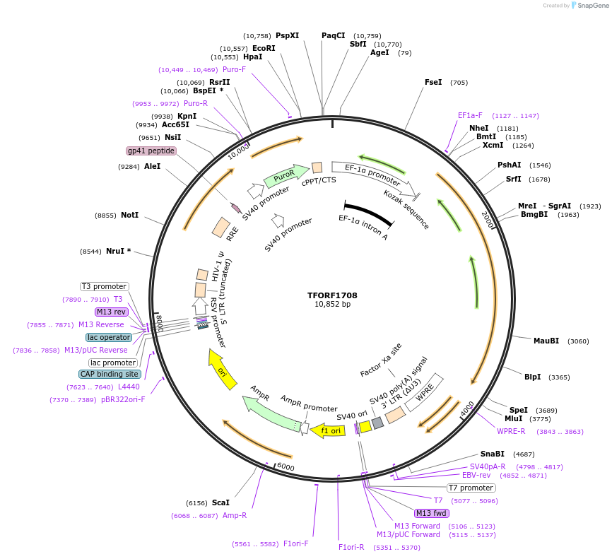 143970-plasmid-map-sequence-id-353759