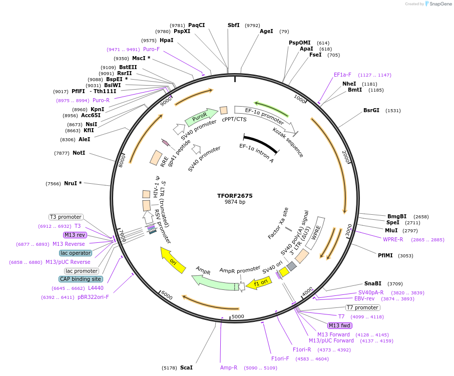 144064-plasmid-map-sequence-id-353763