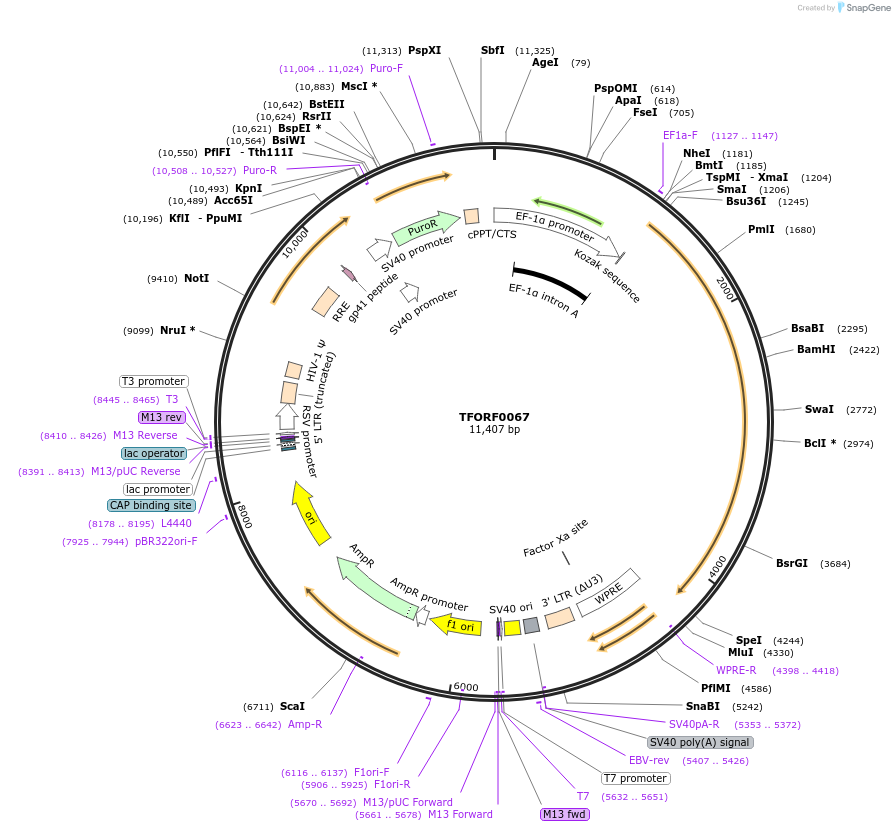 142443-plasmid-map-sequence-id-353764