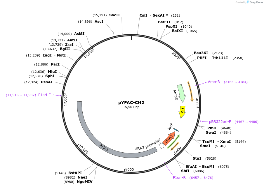 168978-plasmid-map-sequence-id-353766
