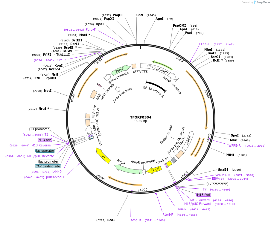 144067-plasmid-map-sequence-id-353769