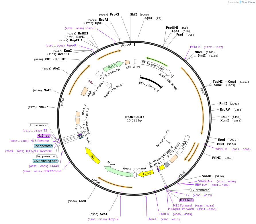 142464-plasmid-map-sequence-id-353771