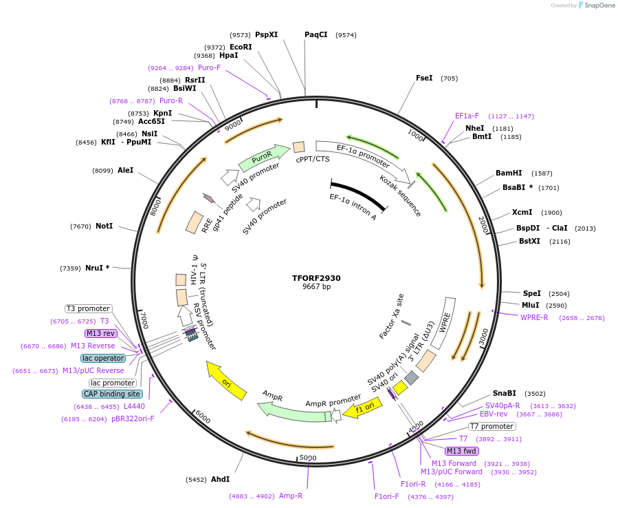 143362-plasmid-map-sequence-id-353772