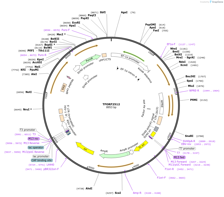 142317-plasmid-map-sequence-id-353774