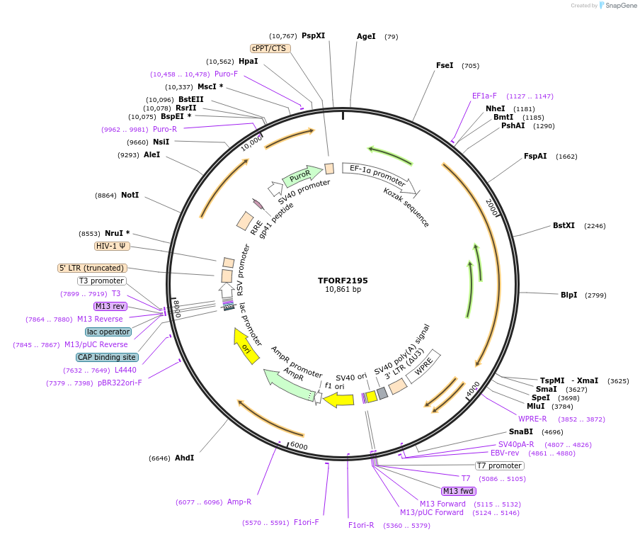 142181-plasmid-map-sequence-id-353776